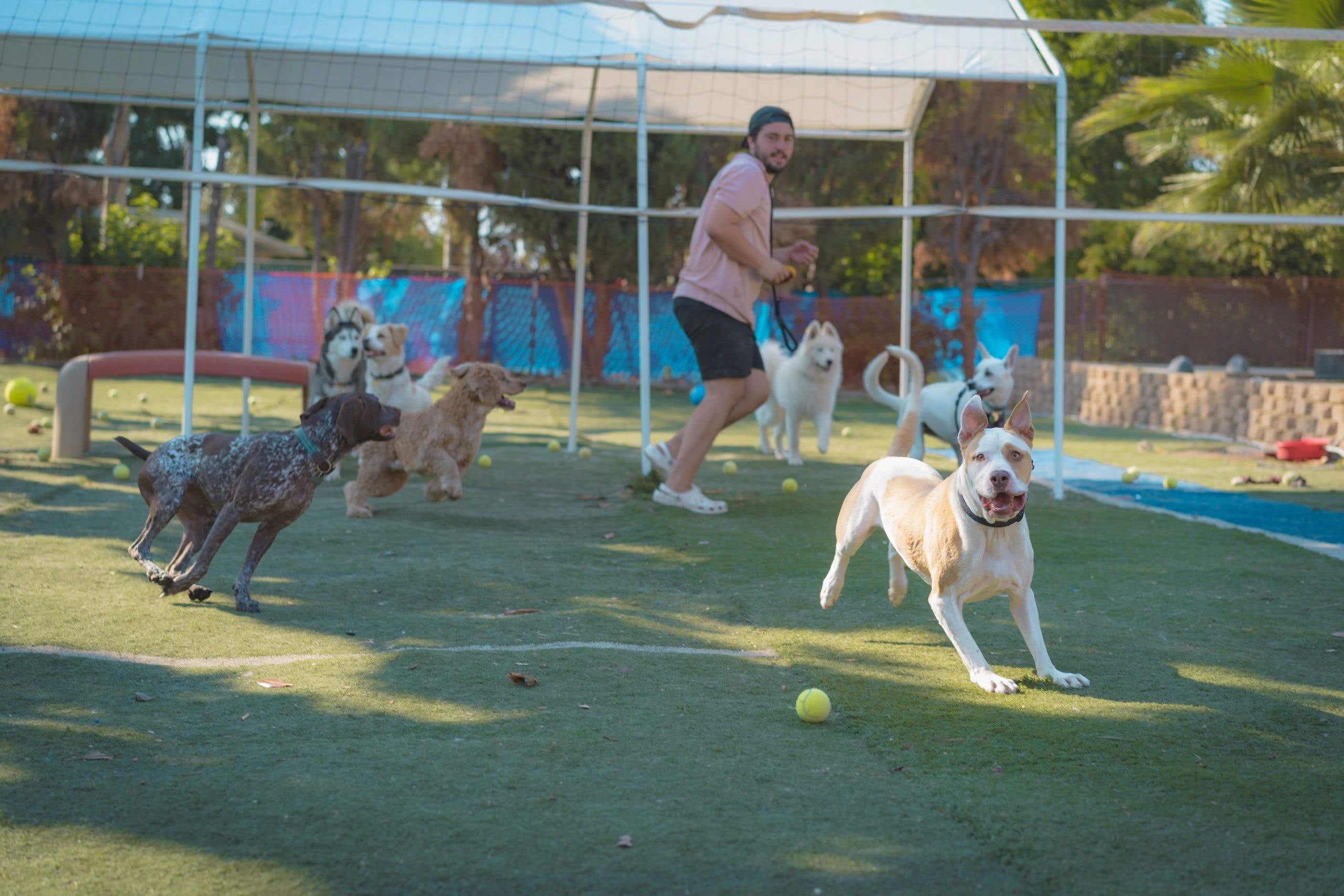 Dogs playing at daycare