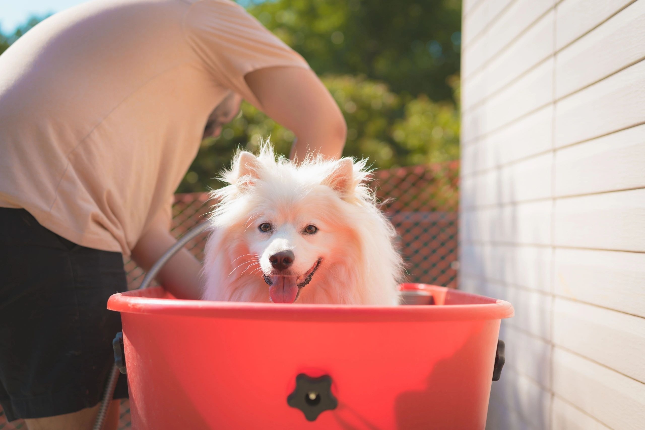 Dog getting a bath