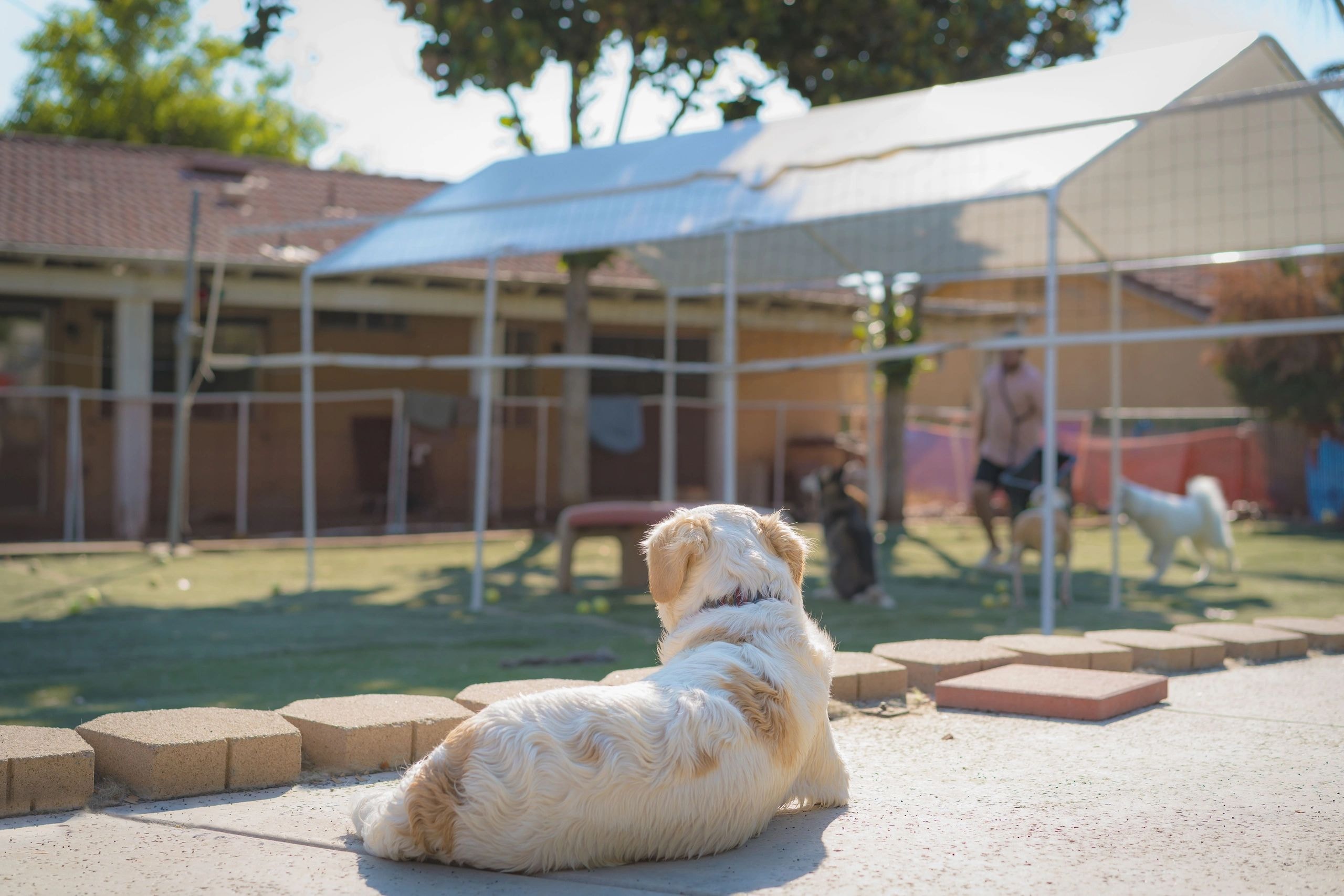 Dog at daycare facility
