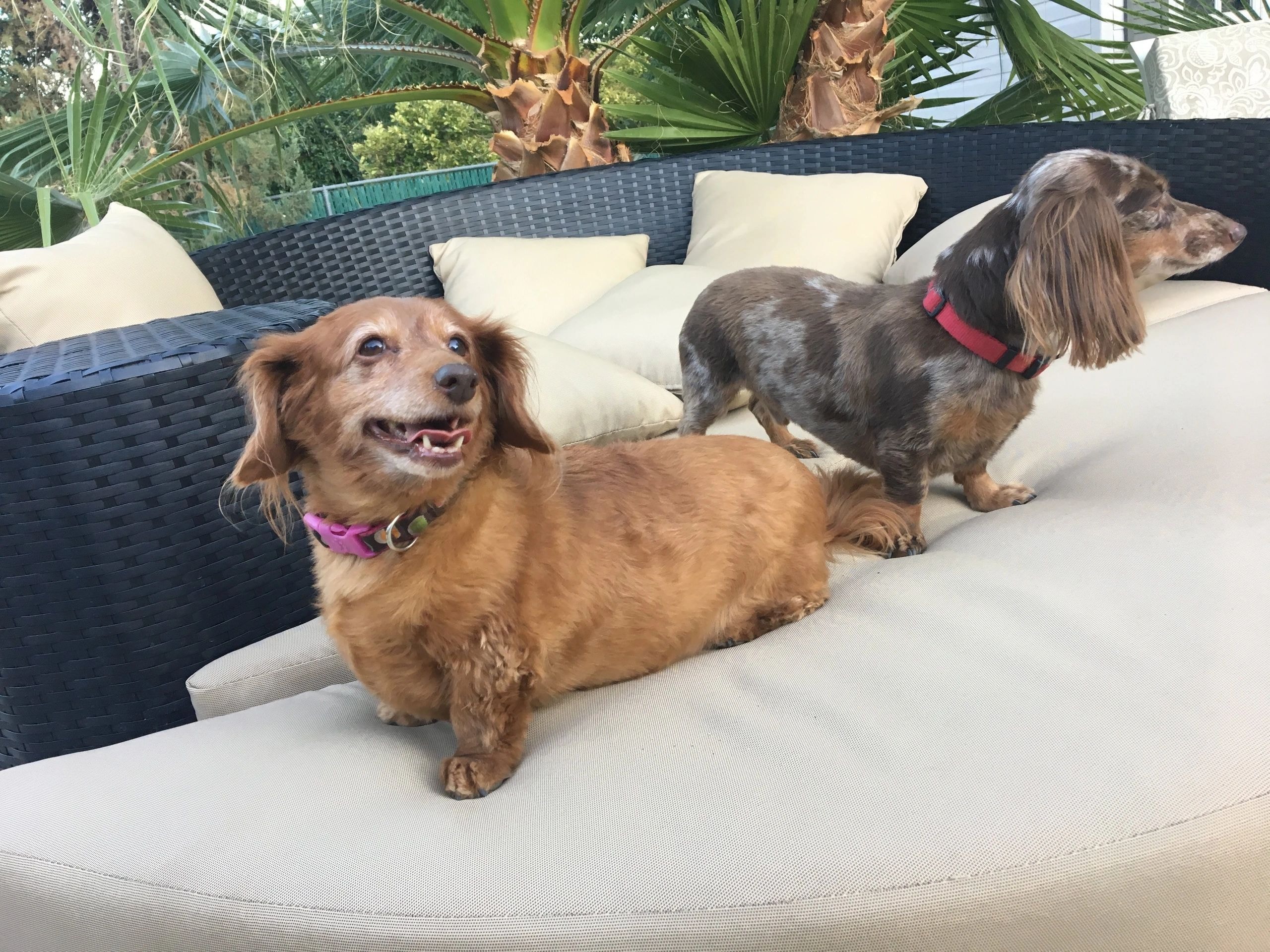 Three dogs relaxing on lounge chair