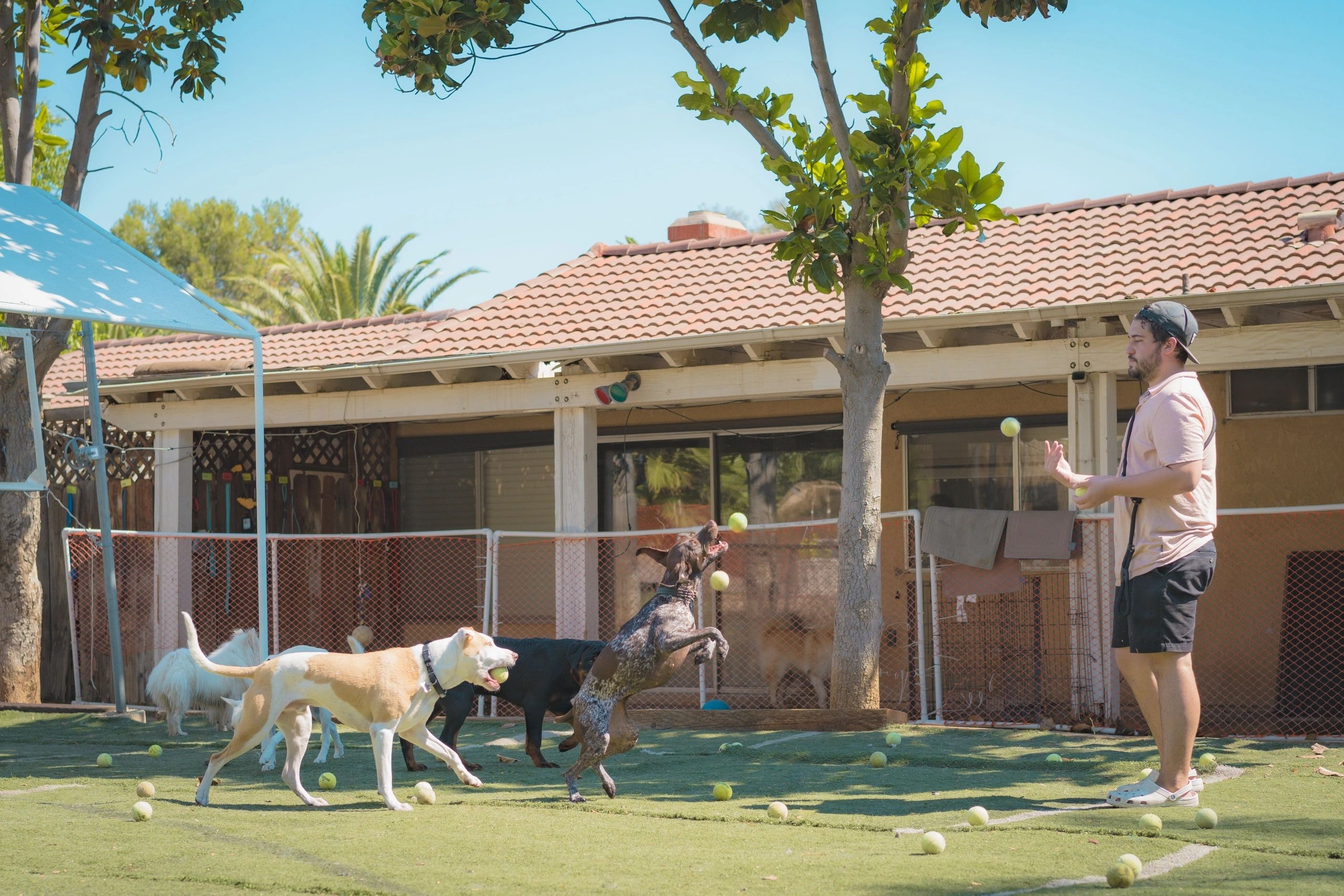 Backyard dog play area with pool