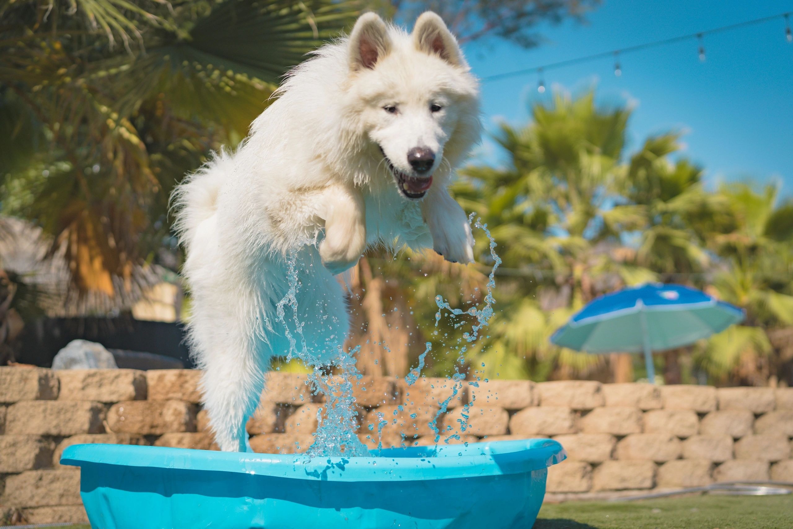 Dogs swimming with caretaker